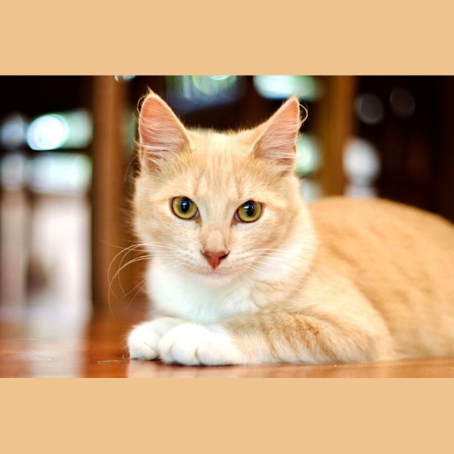 Photo of 🧡 Bailey 🧡