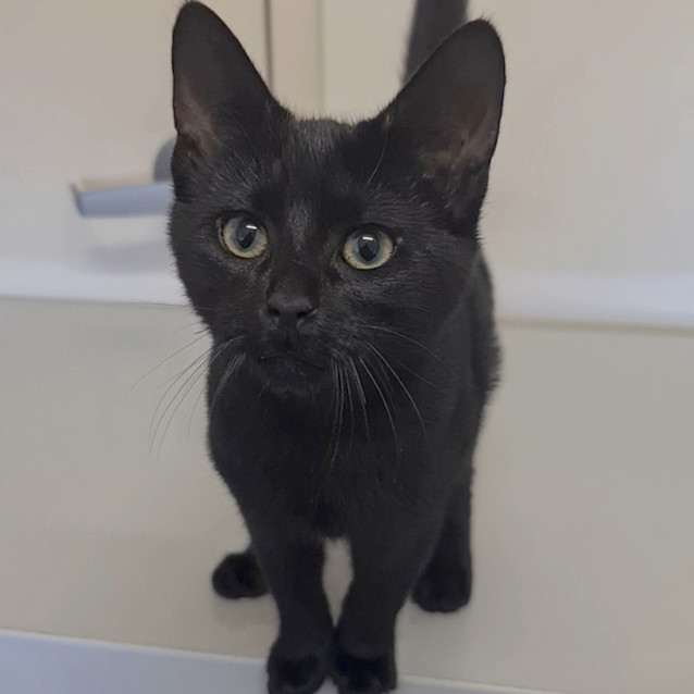 Photo of Salem