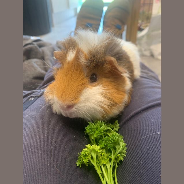 Photo of Gus