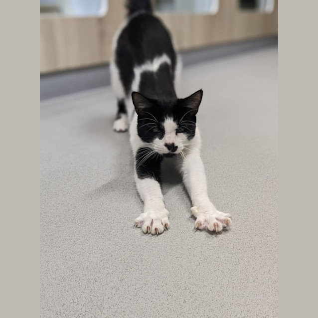 Photo of 🍧 Kirby F02824 🍧