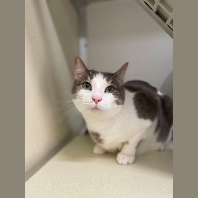 Photo of 💕 Mateo F02733 💕