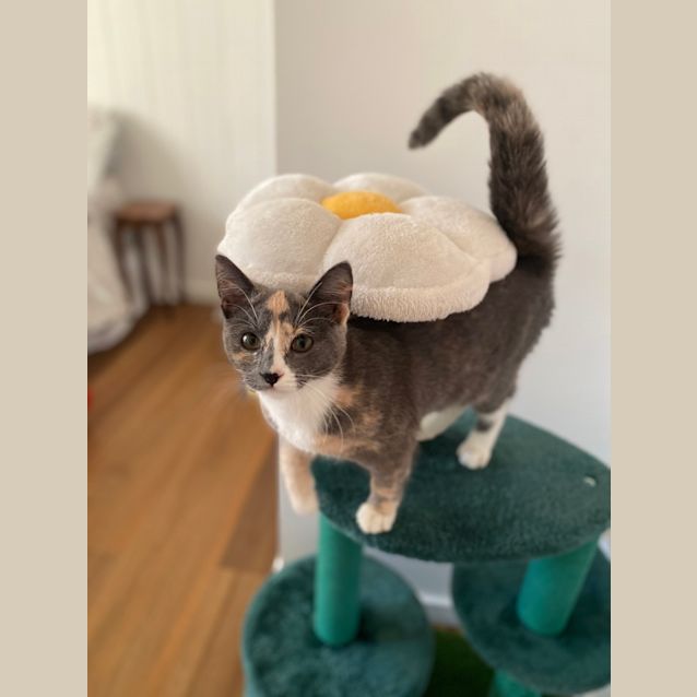 Photo of Leela (Was Miss Tuna)