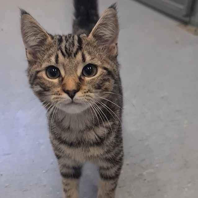 Photo of Edward Scissor Paws