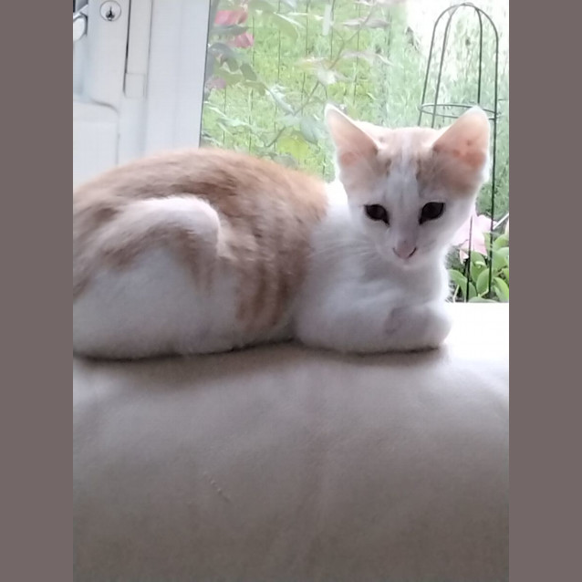 Photo of Rex