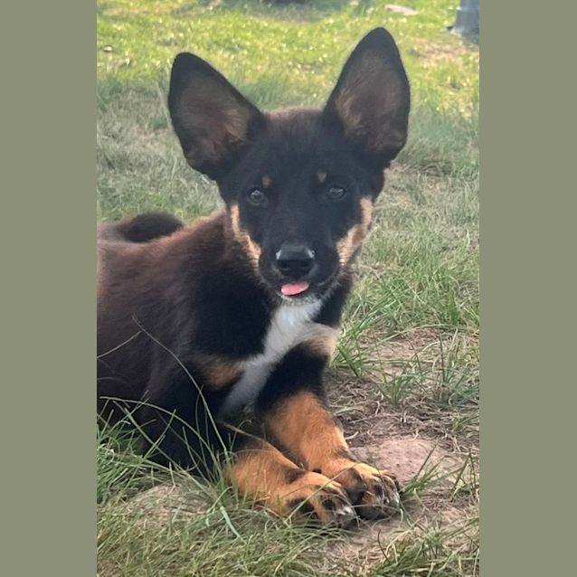 Photo of Bear 