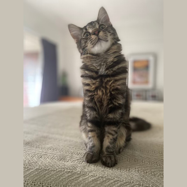 Photo of Ronnie (Ronaldo) 🐈‍⬛