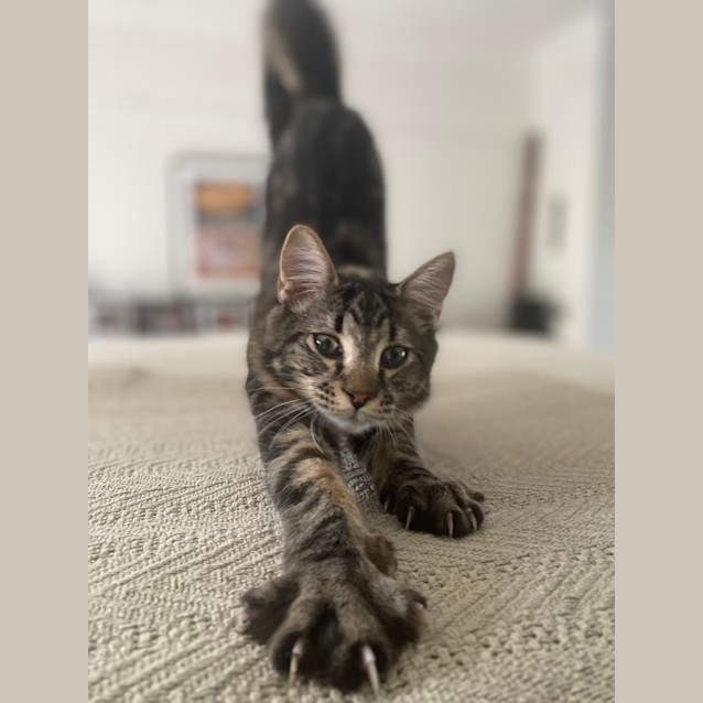 Photo of Ronnie (Ronaldo) 🐈‍⬛