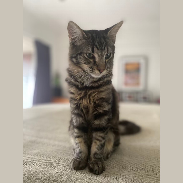 Photo of Ronnie (Ronaldo) 🐈‍⬛