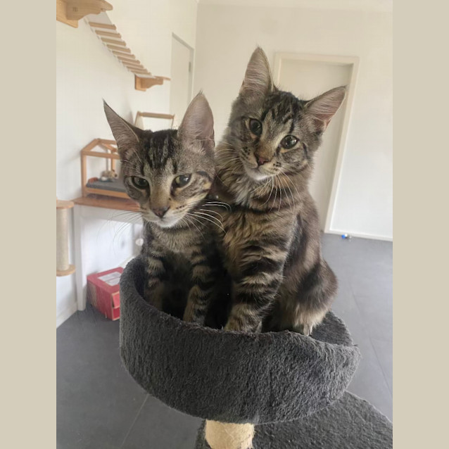 Photo of Ronnie (Ronaldo) 🐈‍⬛