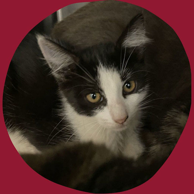 Photo of Nala