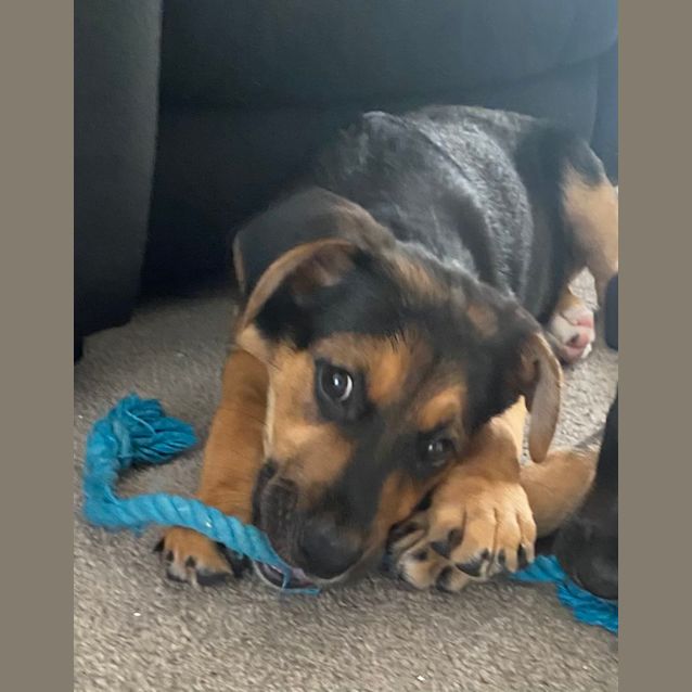 Photo of Maverick   11 Week Old German Shepherd X (Trial)