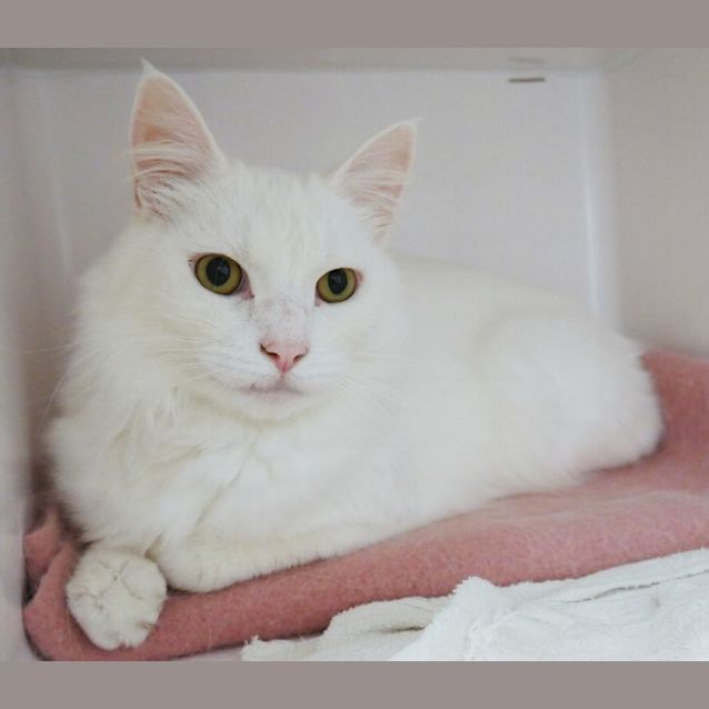 Photo of Rocky Rsuk002413