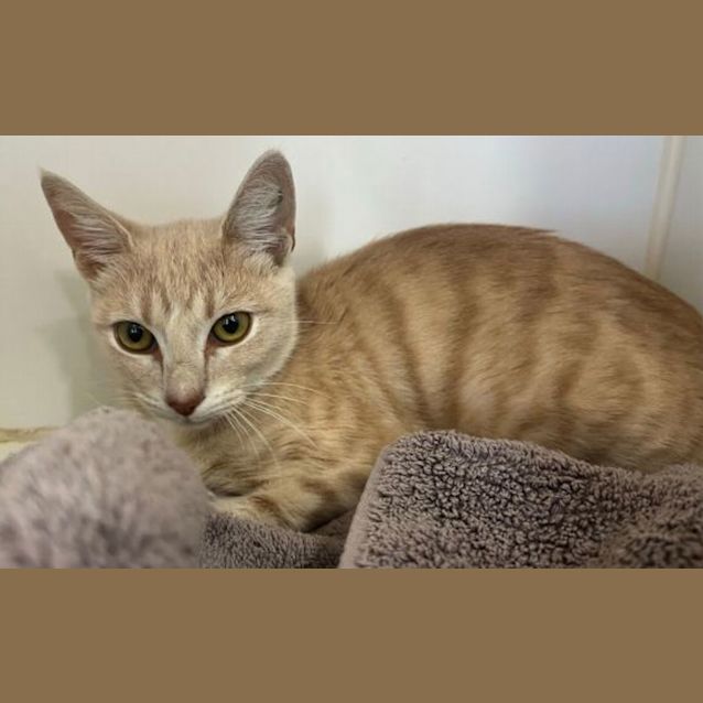 Photo of Harlow