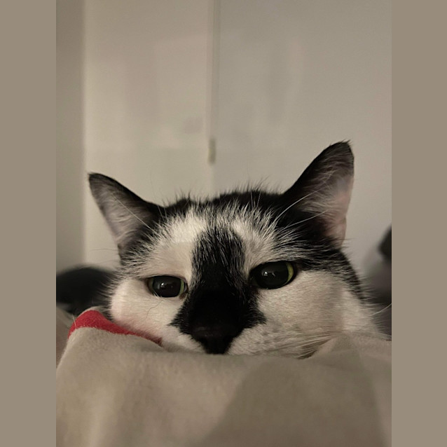 Photo of Kitty