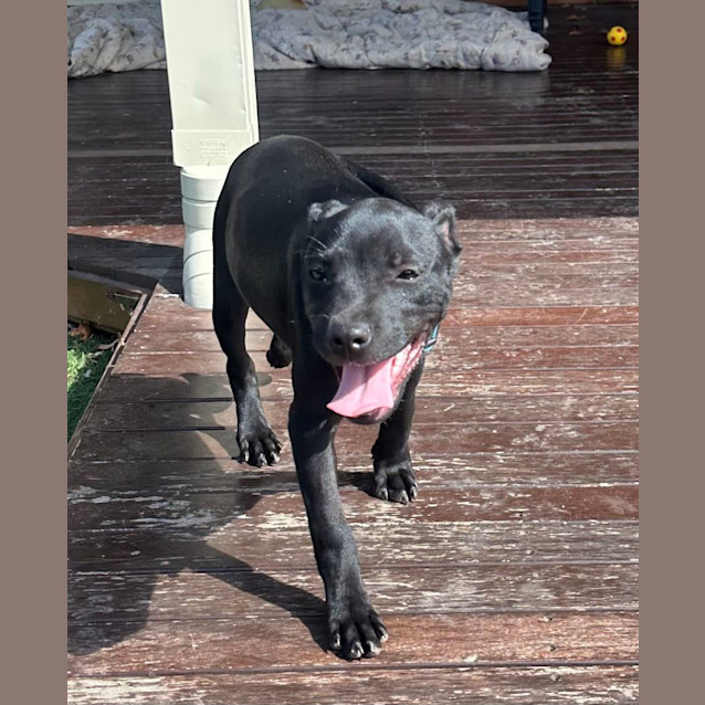 Photo of Lysandra English Staffy