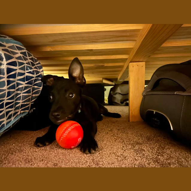 Photo of Lysandra English Staffy