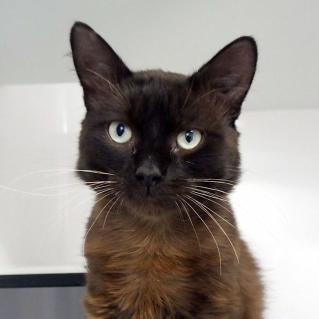 Photo of Tiny Teddy Sta012475