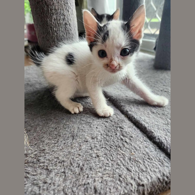 Photo of Cheddar