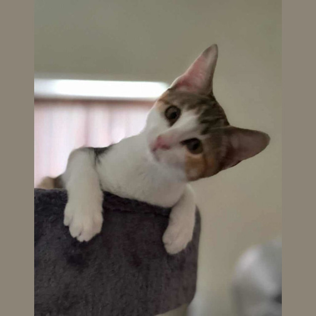 Photo of Peachy