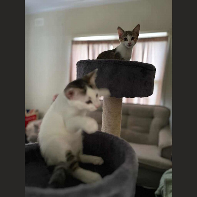 Photo of Peachy