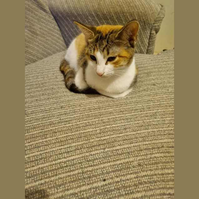 Photo of Peachy