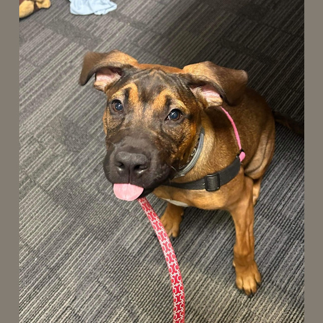Photo of Whiskey