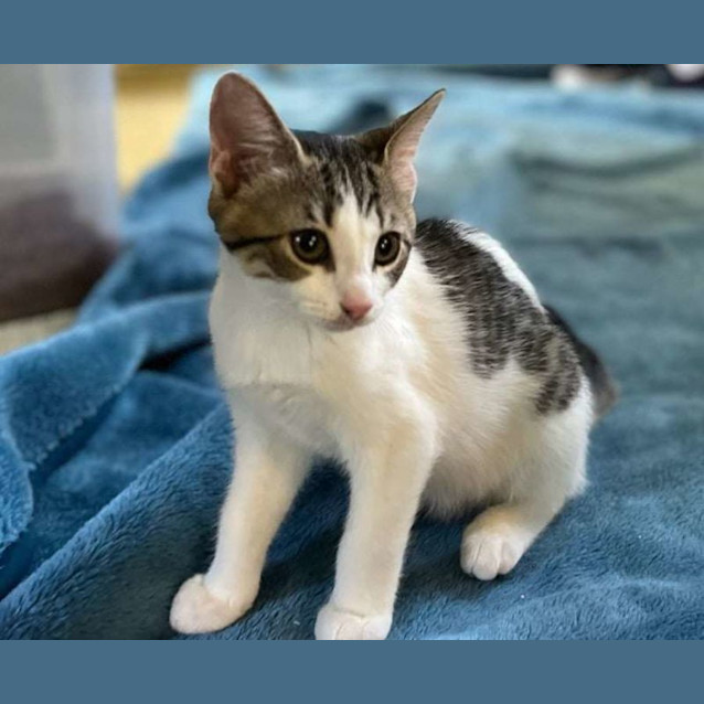 Photo of Sweet Pea
