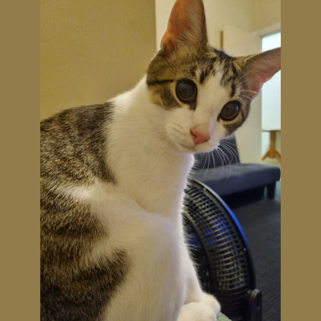 Photo of Sweet Pea