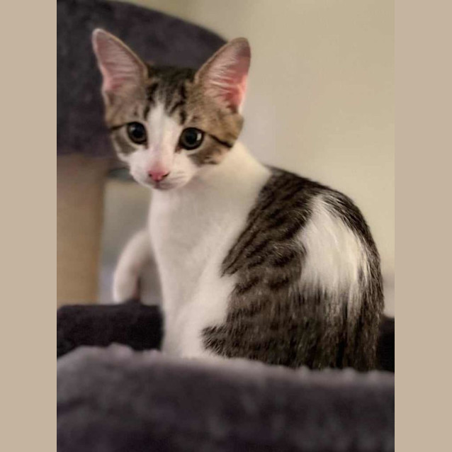 Photo of Sweet Pea