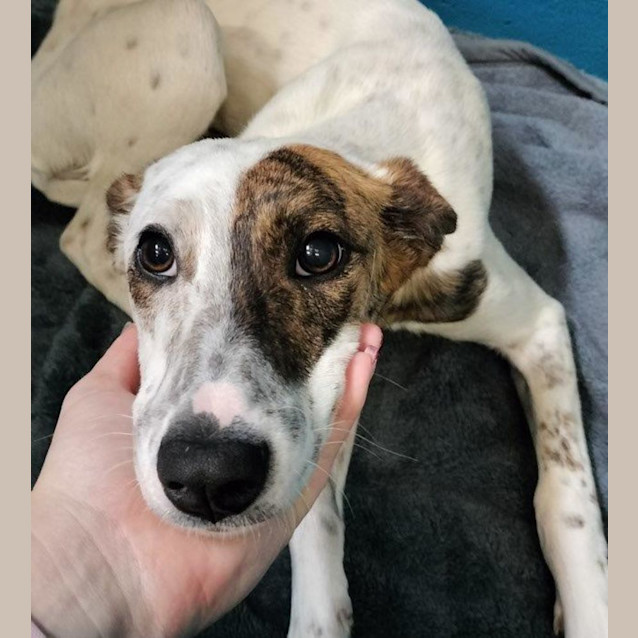 Photo of Dizzy Babbington