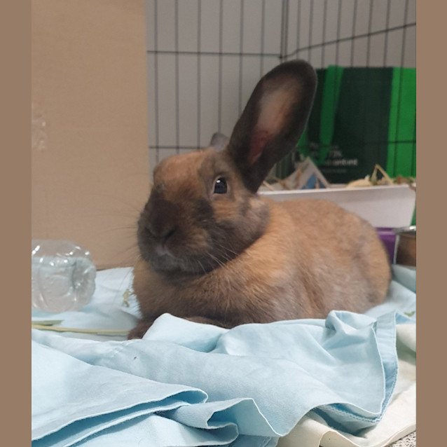 Photo of Teddy