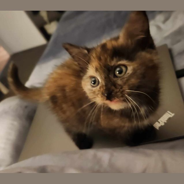Photo of Chai