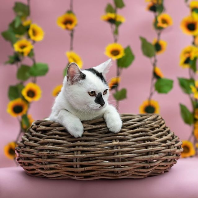 Photo of Hero **2nd Chance Cat Rescue**
