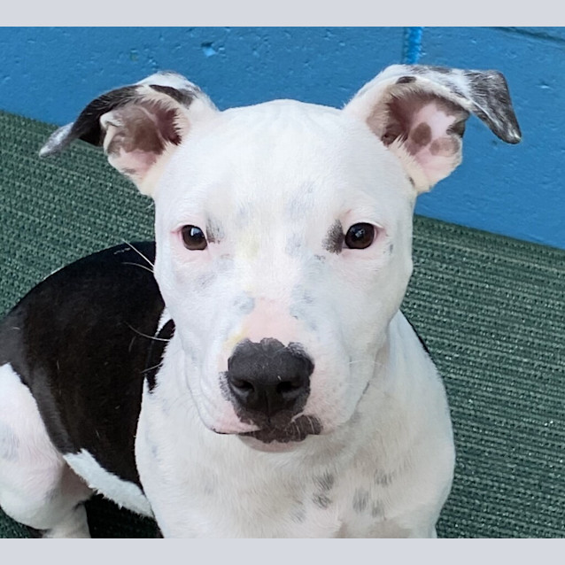 Photo of Pepper