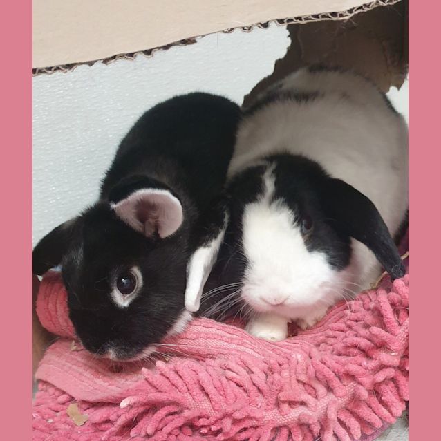 Photo of Mia (Bonded With Millie)