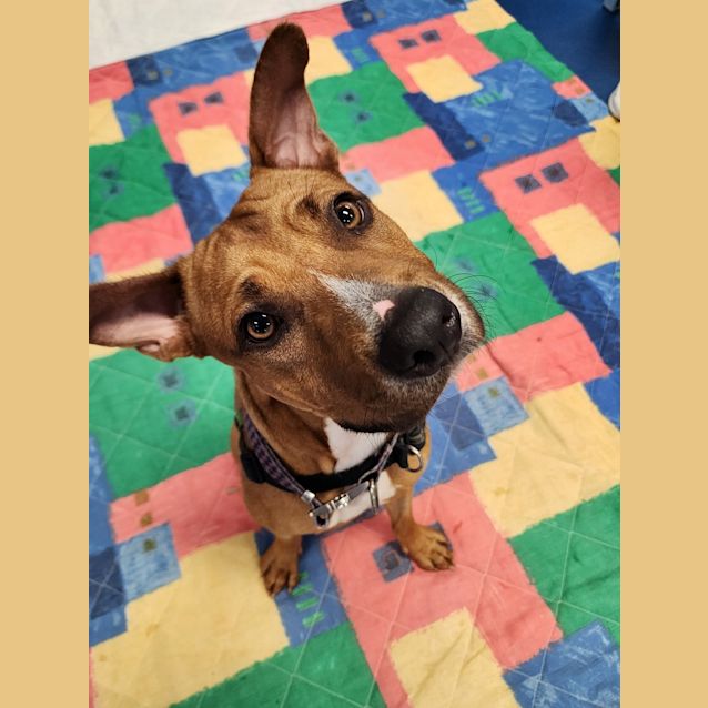 Photo of Scooby Doo
