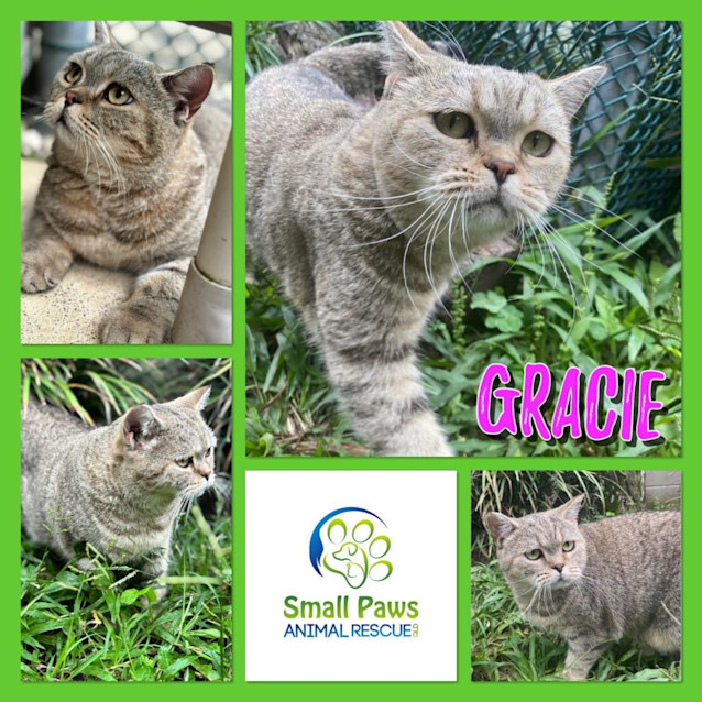 Photo of Gracie