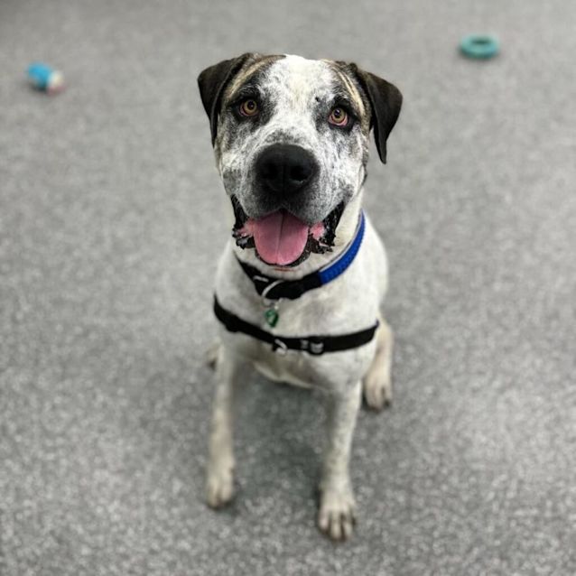 Photo of Sprocket