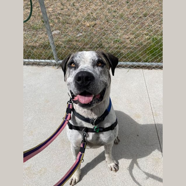 Photo of Sprocket
