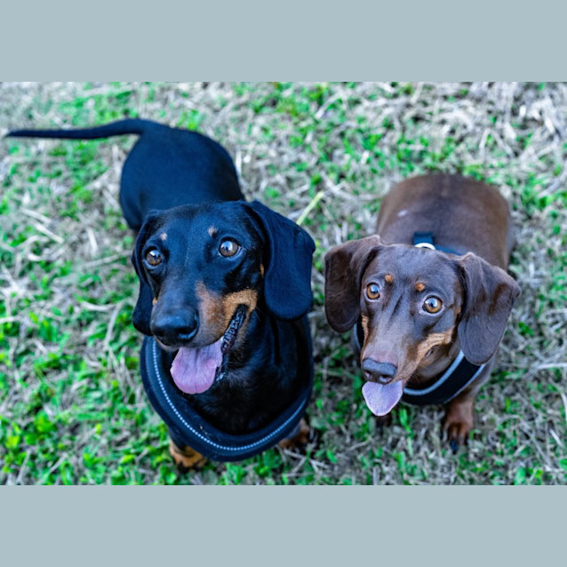 Photo of Molly And Freddy