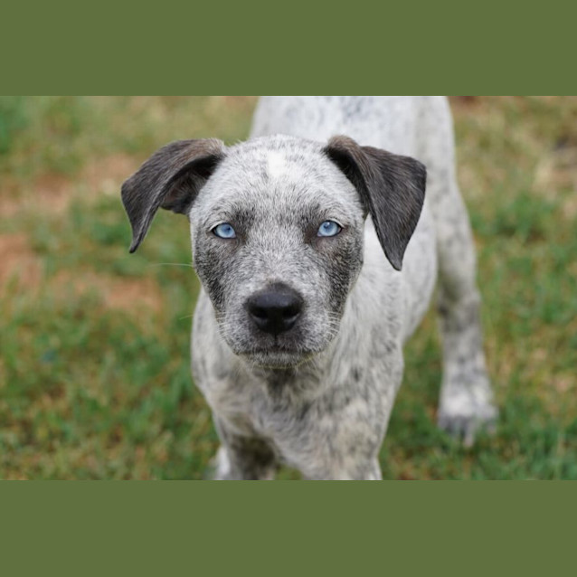 Photo of Maple