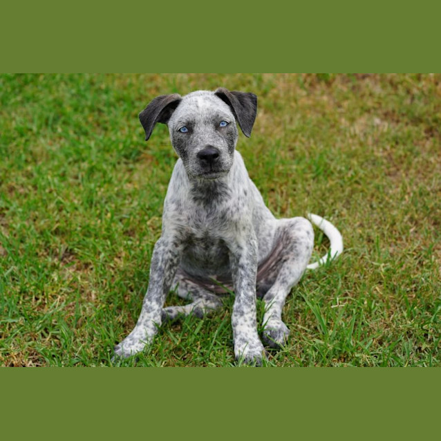 Photo of Maple