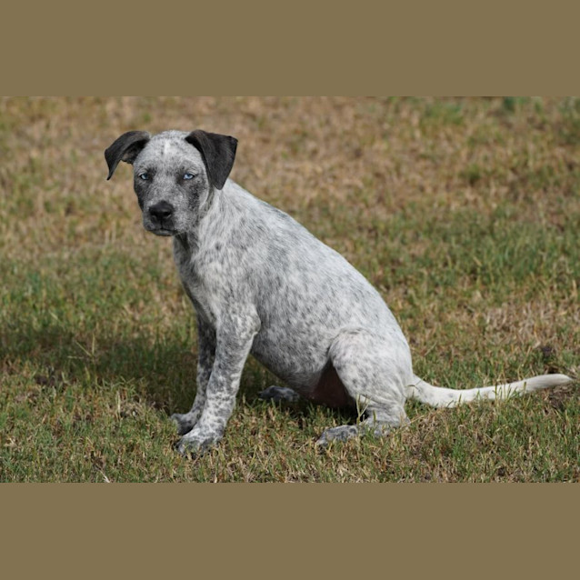 Photo of Maple