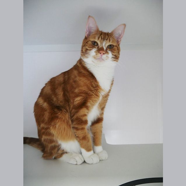 Photo of Odin Sta012491 & Freya Sta012492