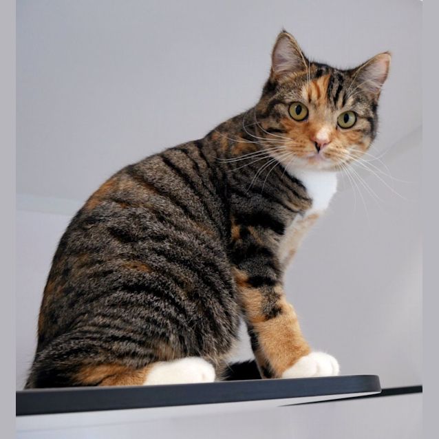 Photo of Odin Sta012491 & Freya Sta012492