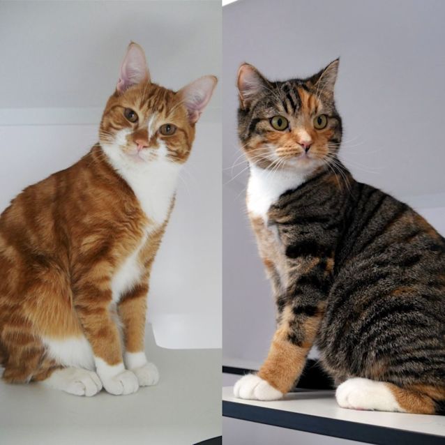 Photo of Odin Sta012491 & Freya Sta012492