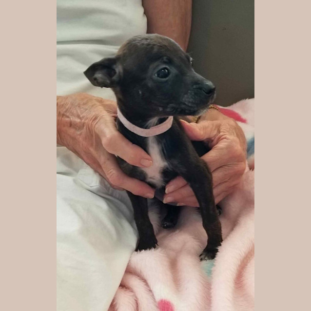 Photo of Pixie