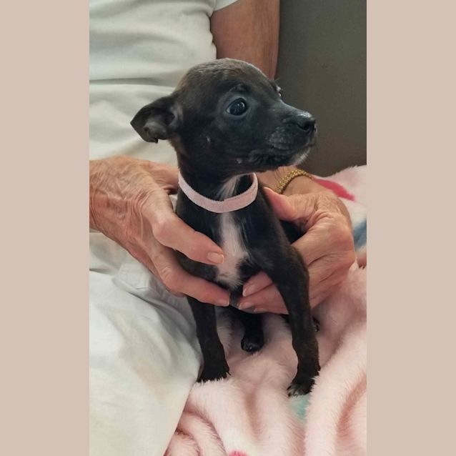 Photo of Pixie