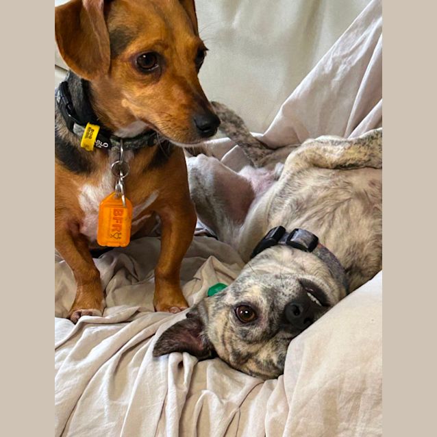 Photo of Maple And Marco 