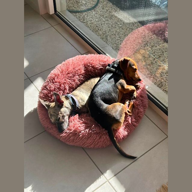 Photo of Maple And Marco 